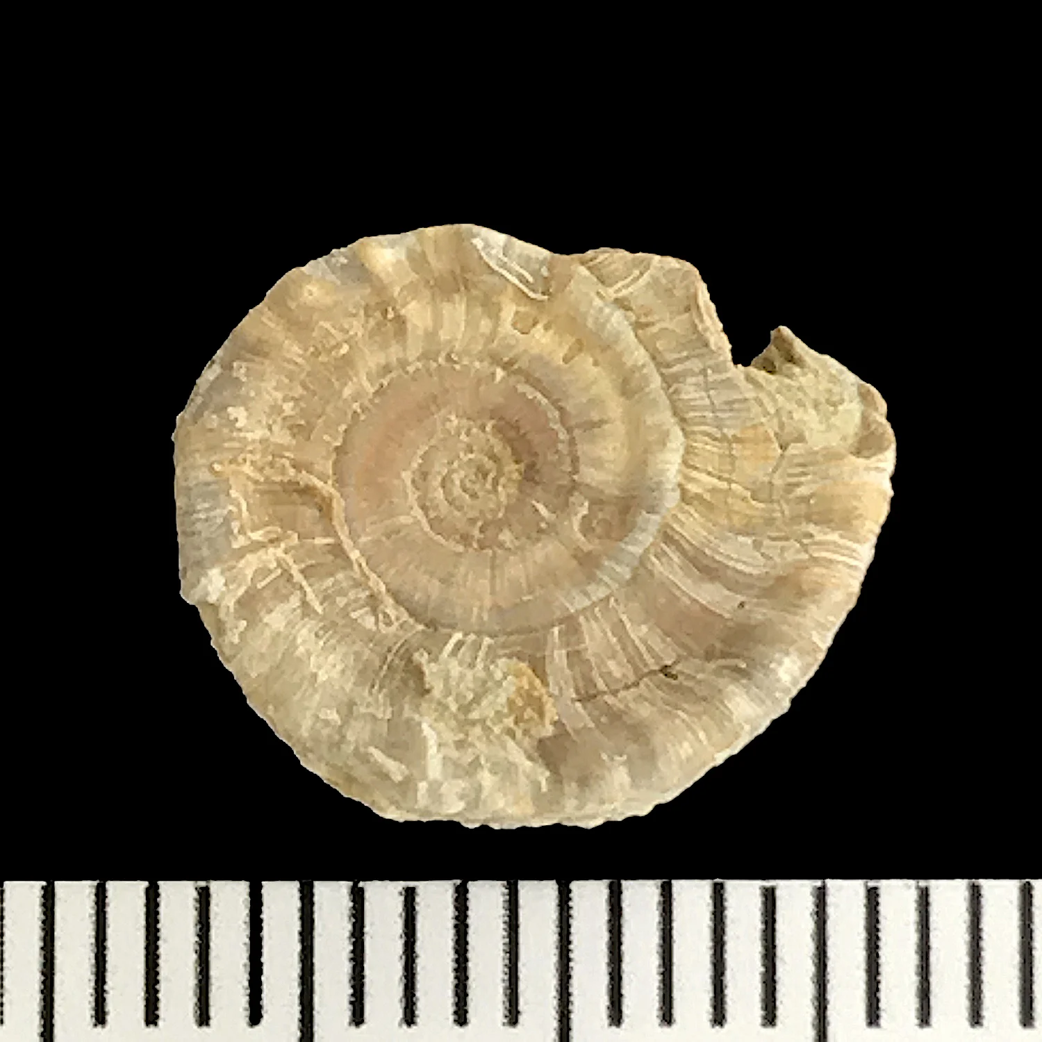 Amphiscapha subrugosa #927d Graham Formation (Finis Shale) Jacksboro, Jack Co., TX