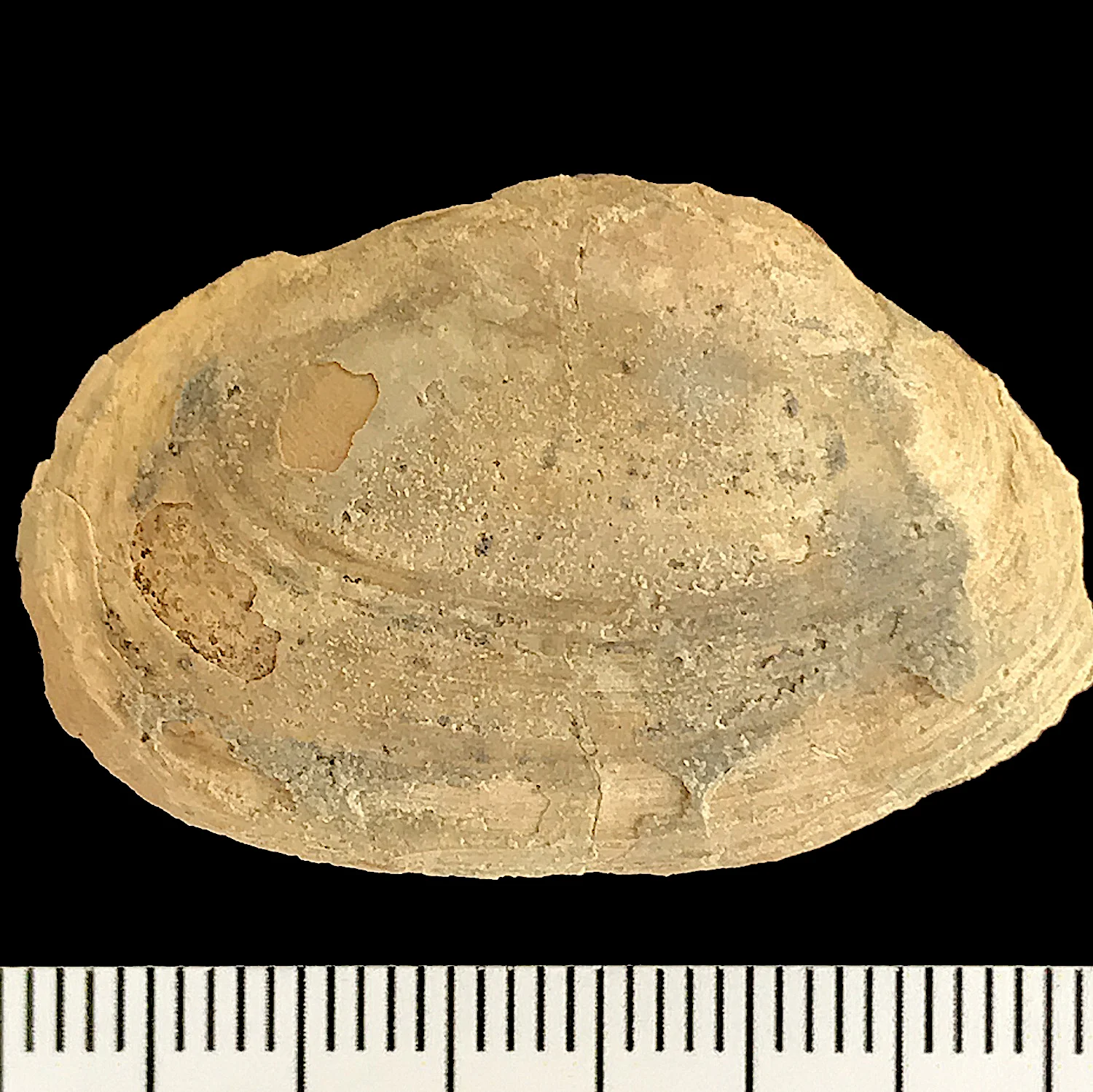 Edmondia sp. #964 Finis Shale, Graham Formation Jacksboro, Jack Co., TX