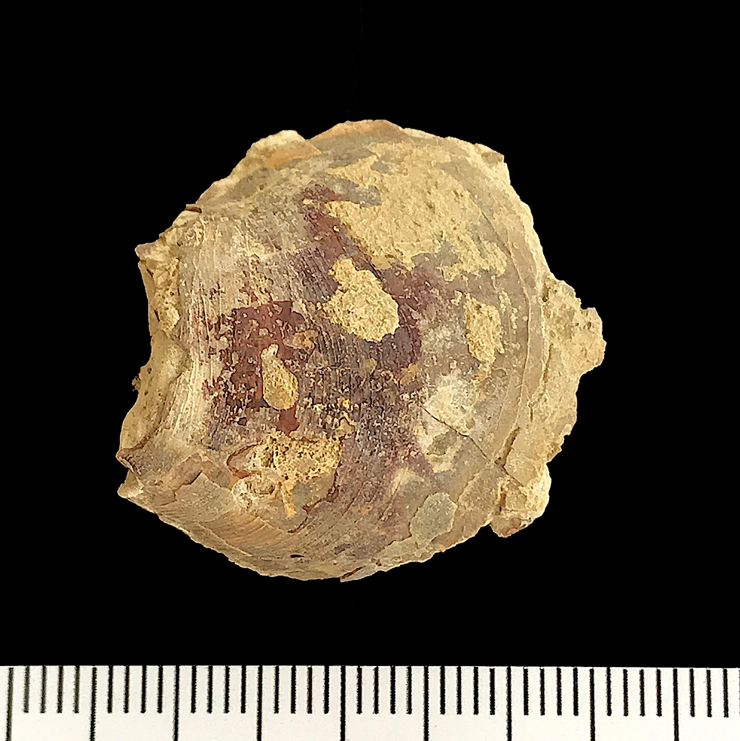 Aviculopinna peracuta #930 Finis Shale, Graham Formation Jacksboro, Jack Co., TX