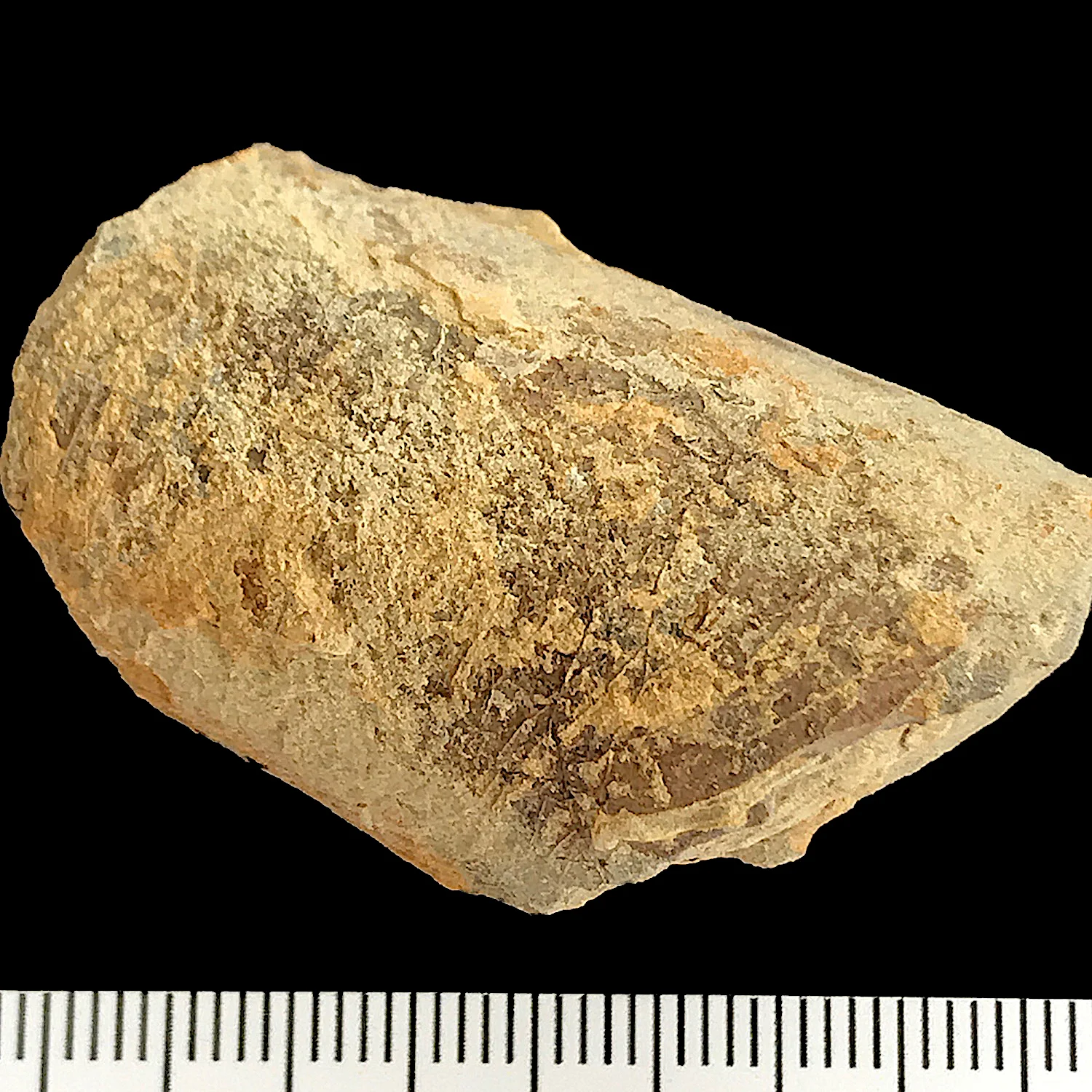 Pteronites #930 Finis Shale, Graham Formation Jacksboro, Jack Co., TX