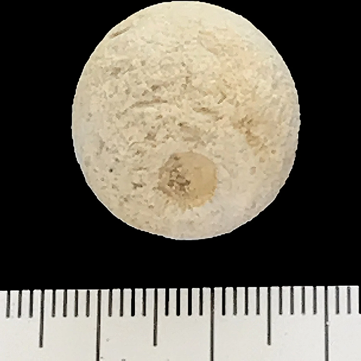 Porocystis globularis #871b Glen Rose Formation Spring Branch, Comal Co., TX