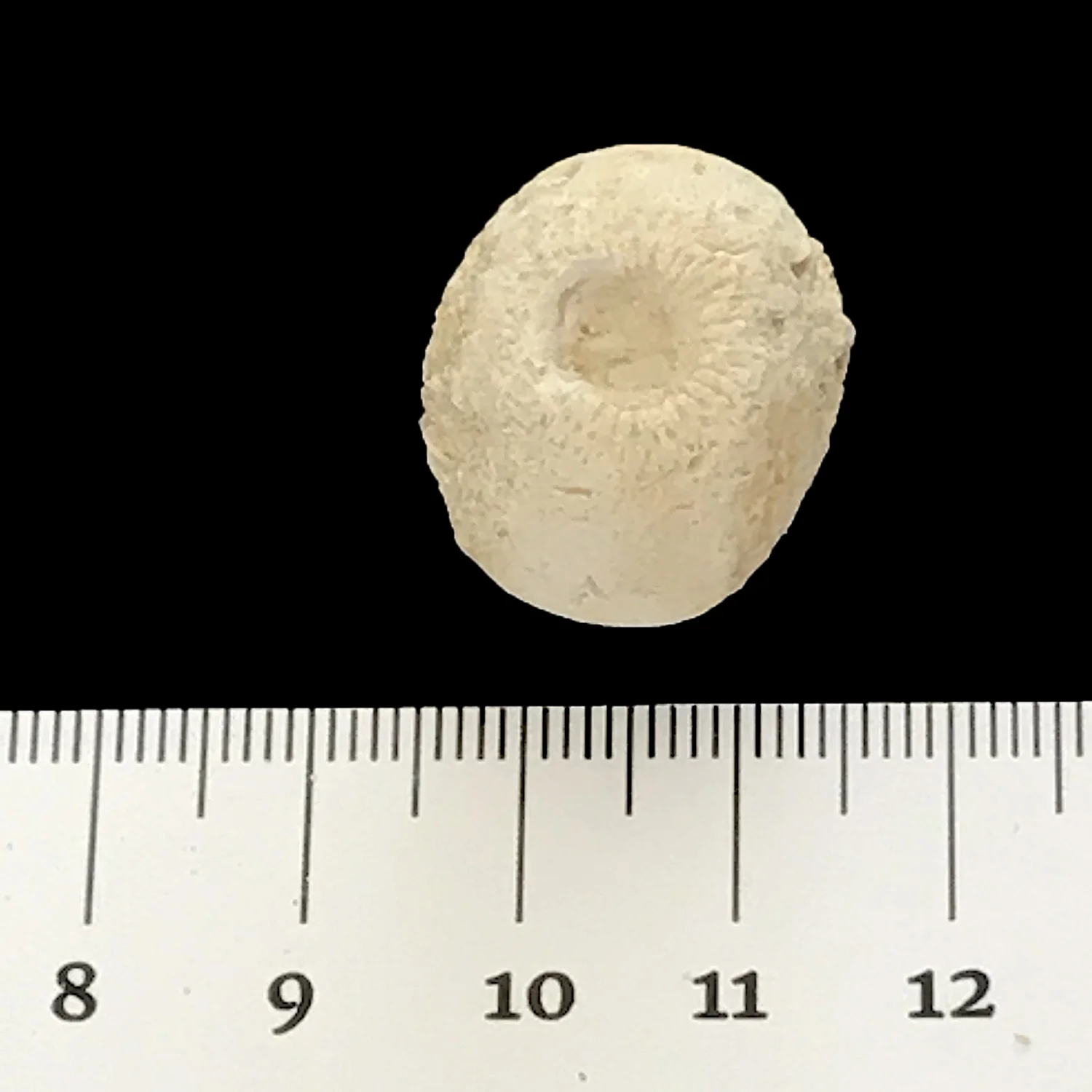 Porocystis globularis #871g Glen Rose Formation Spring Branch, Comal Co., TX