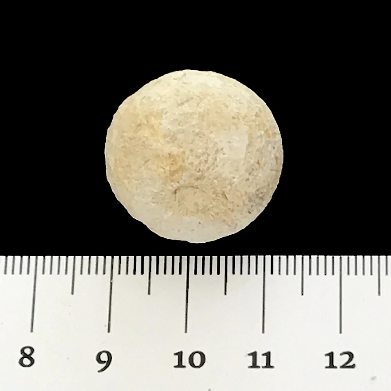 Porocystis globularis #871k Glen Rose Formation Spring Branch, Comal Co., TX
