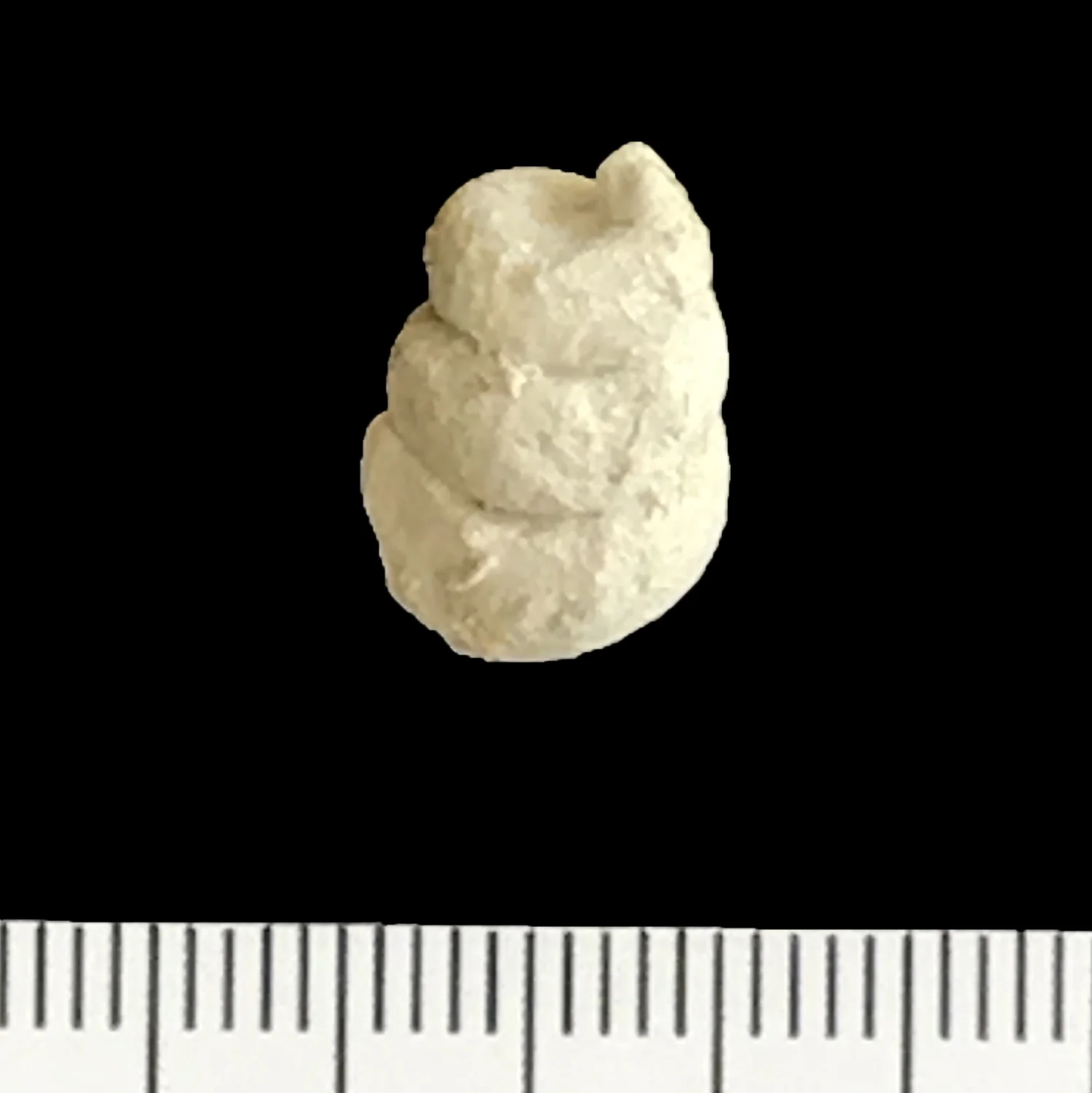 Cerithium sp. #866d Glen Rose Formation Spring Branch, Comal Co., TX