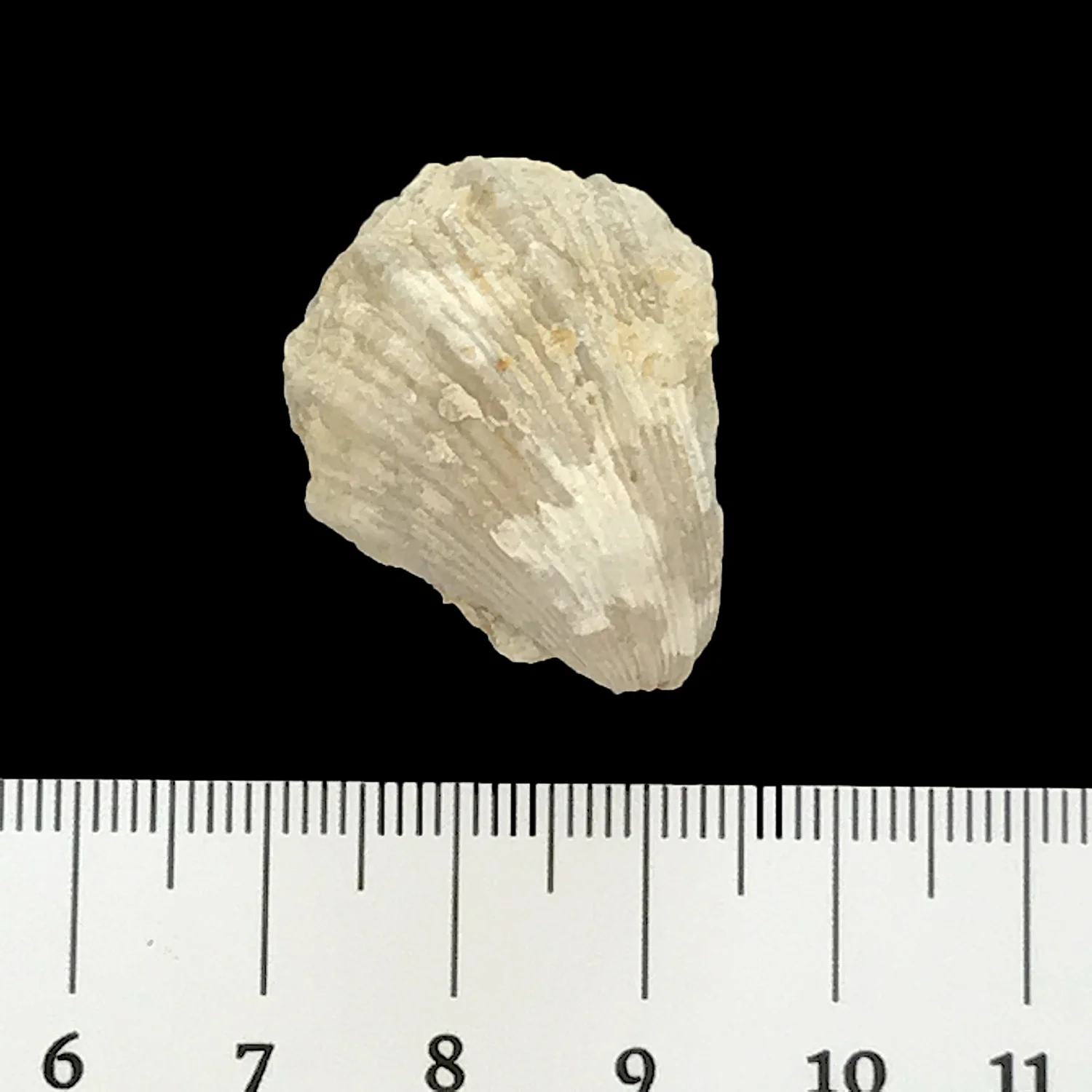 Neithia sp. #868 Walnut Clay Formation Granbury, Hood Co., TX