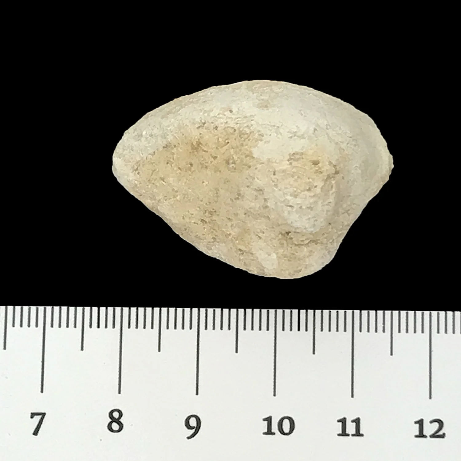 Cucullaea sp. #483 Glen Rose Formation Kerr Co., TX