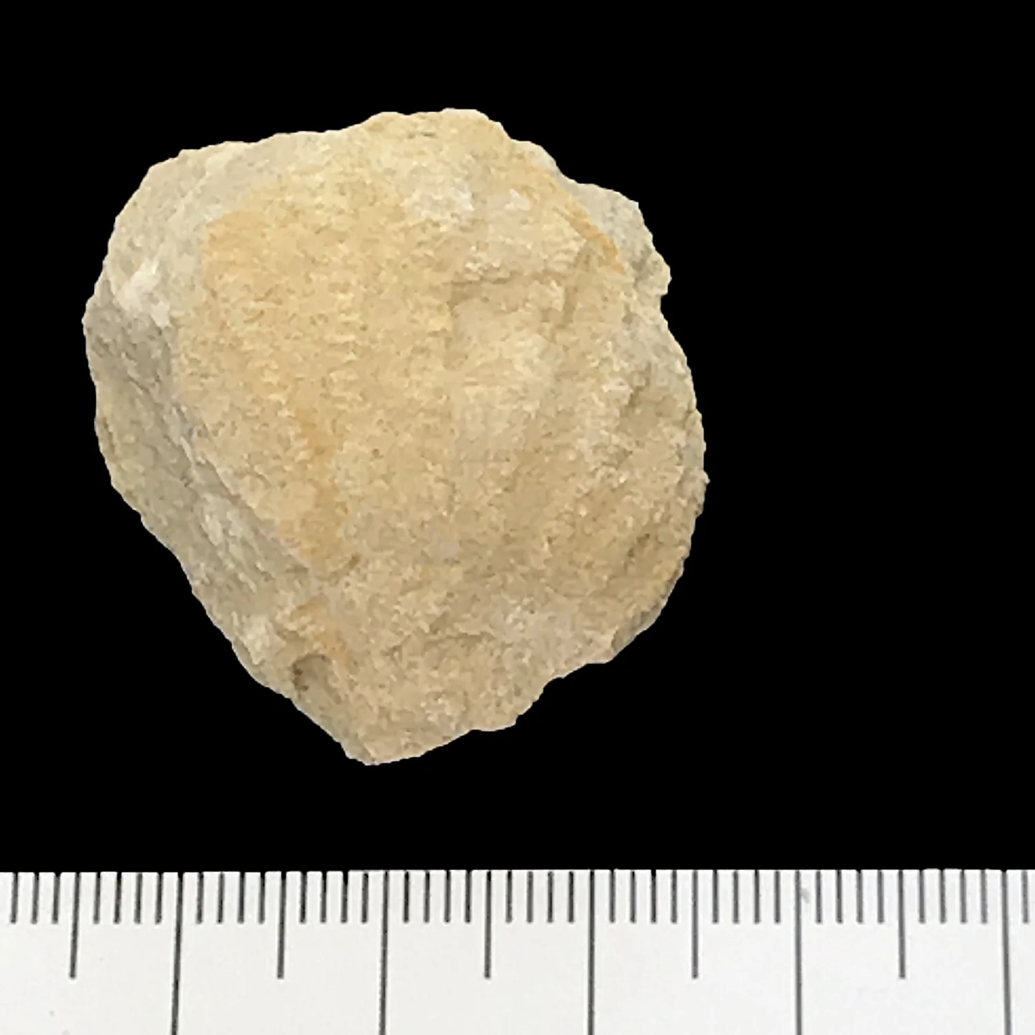 Trigonia #873b Glen Rose Formation Kerr Co., TX