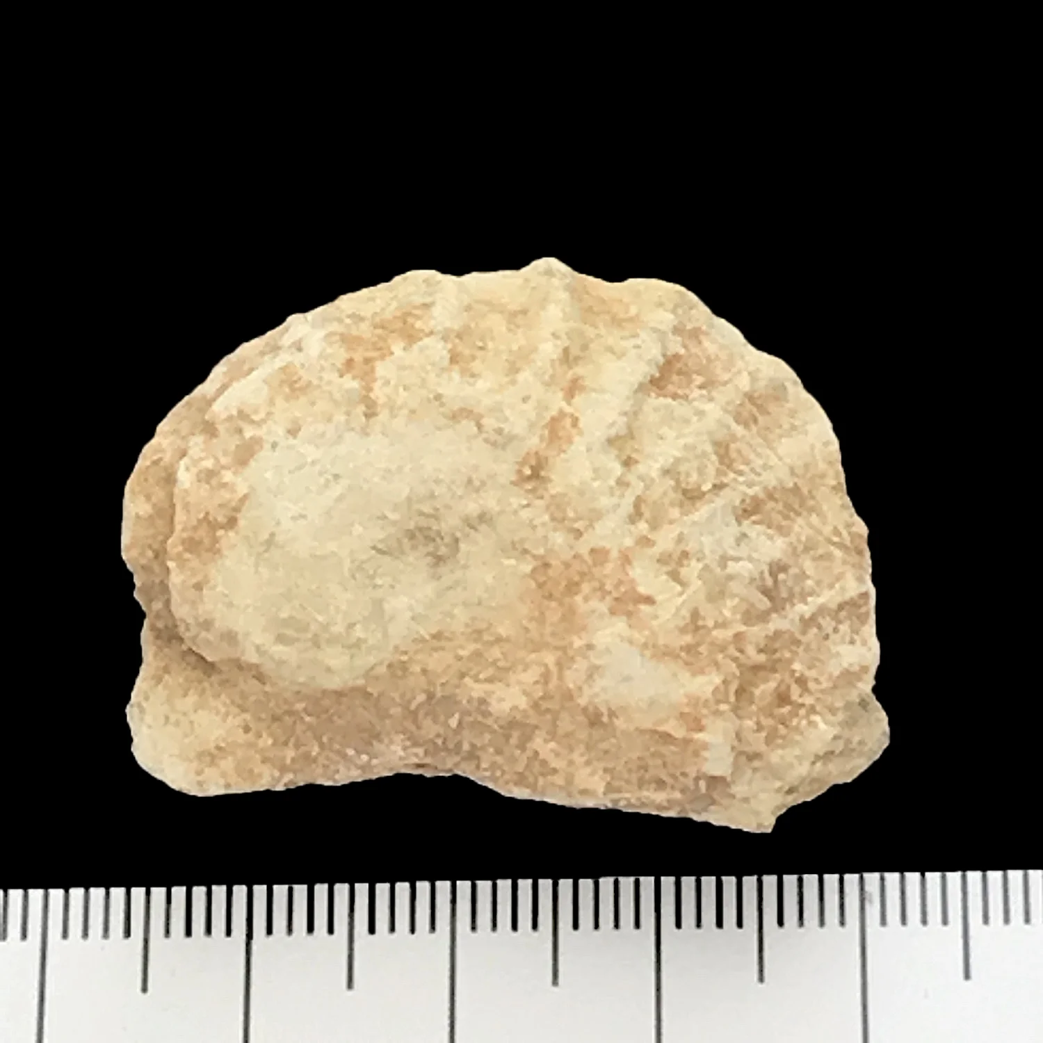 Trigonia sp. #873 Glen Rose Formation Kerr Co., TX