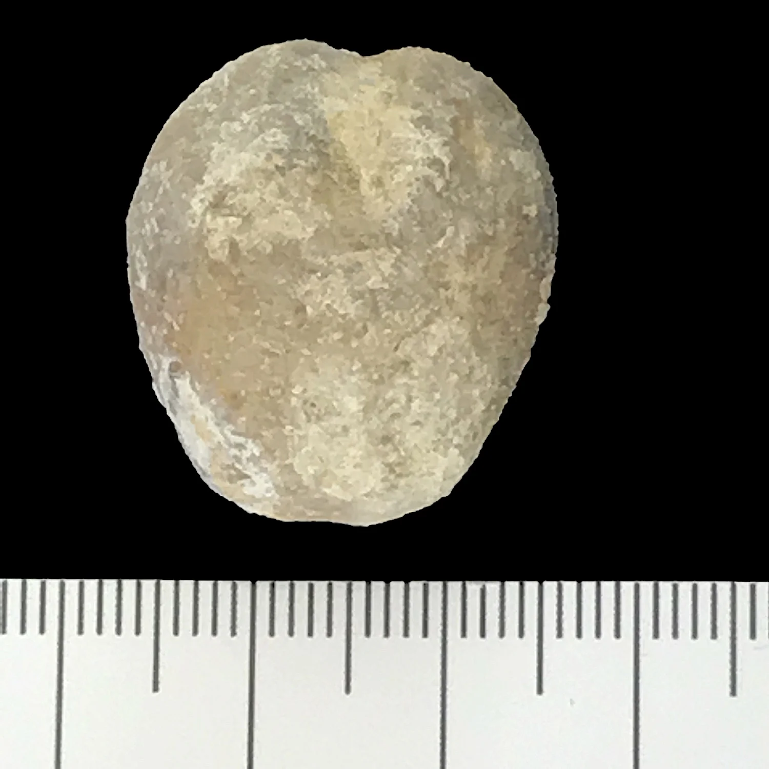 Heteraster reverse #889c Comanche Peak Formation Granbury, Hood Co., TX