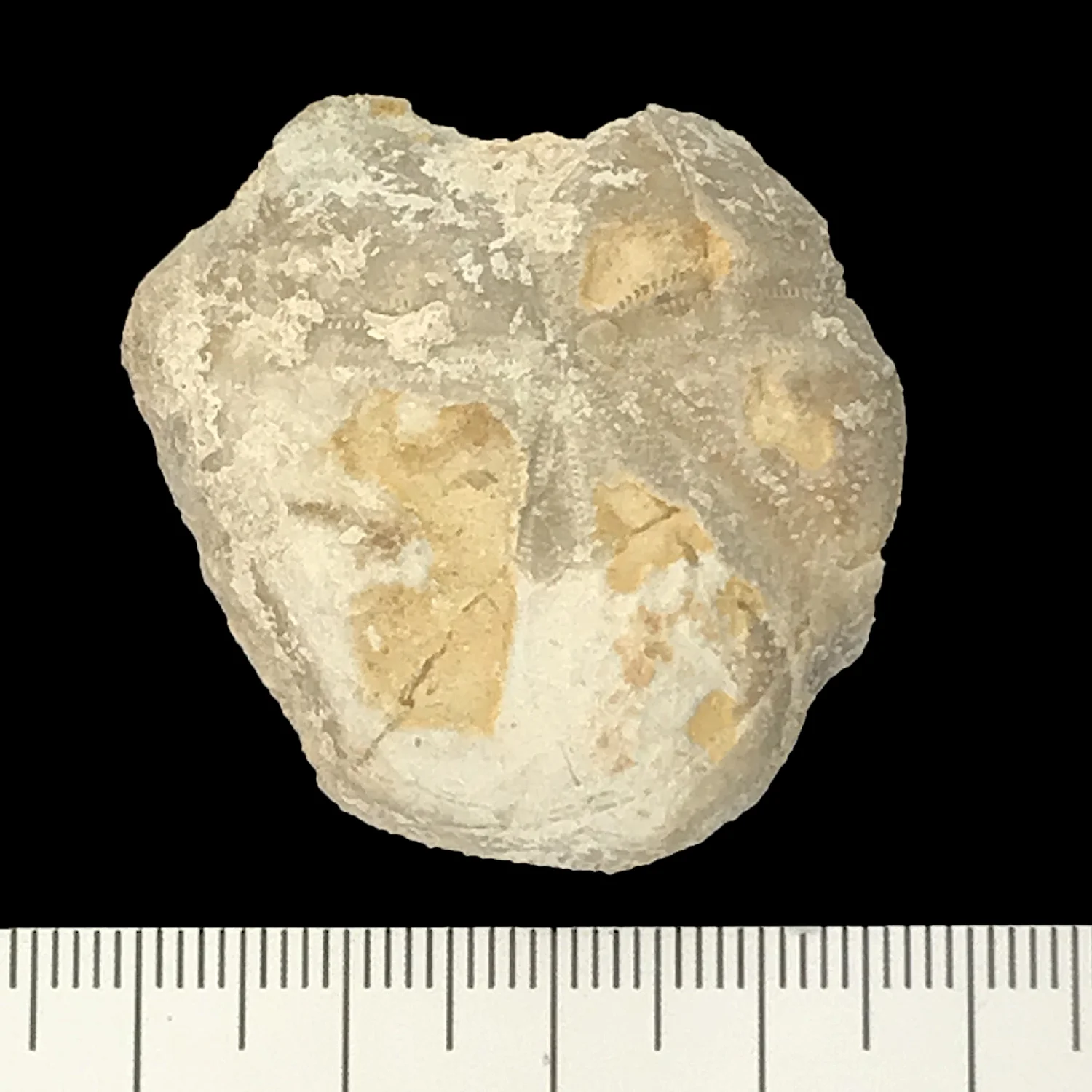Heteraster reverse #889h Comanche Peak Formation Granbury, Hood Co., TX