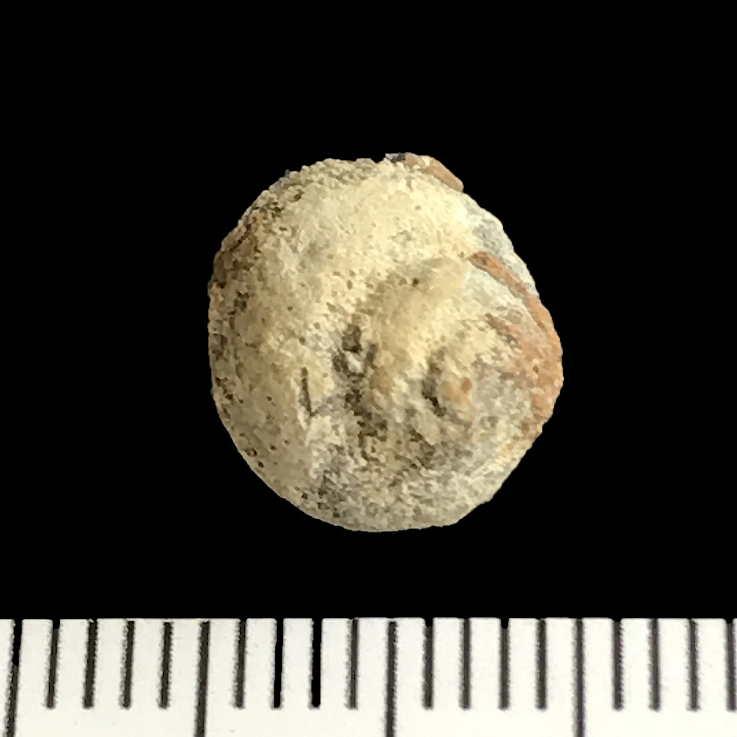 Tylostoma #1010aa Comanche Peak Formation Granbury, Hood Co., TX