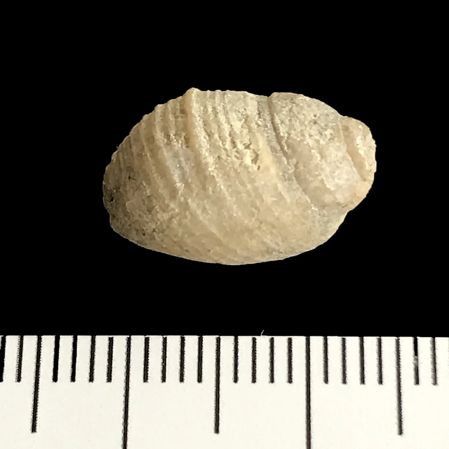 Peruviella dolium #1010 Comanche Peak Formation Granbury, Hood Co., TX