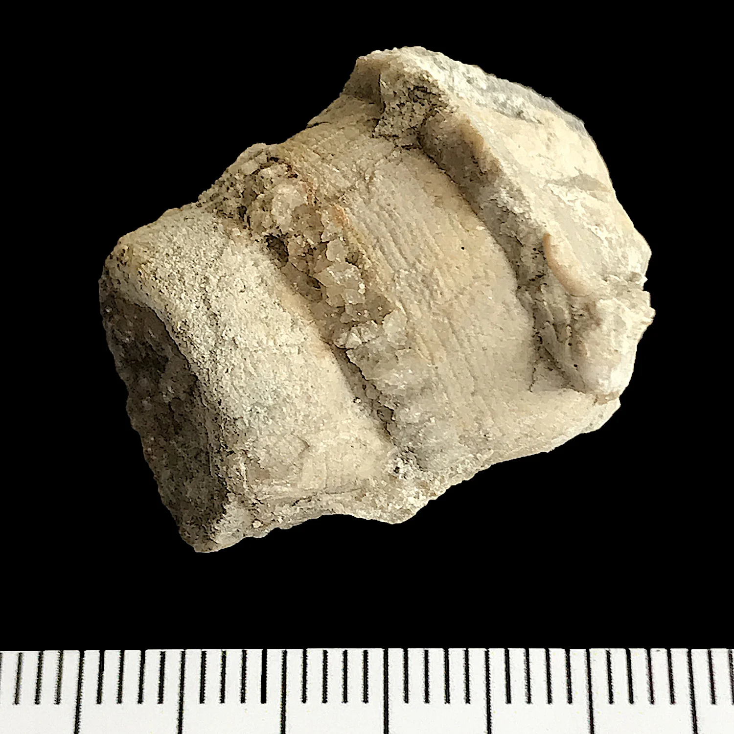 Cerithium sp. #1010 Comanche Peak Formation Granbury, Hood Co., TX