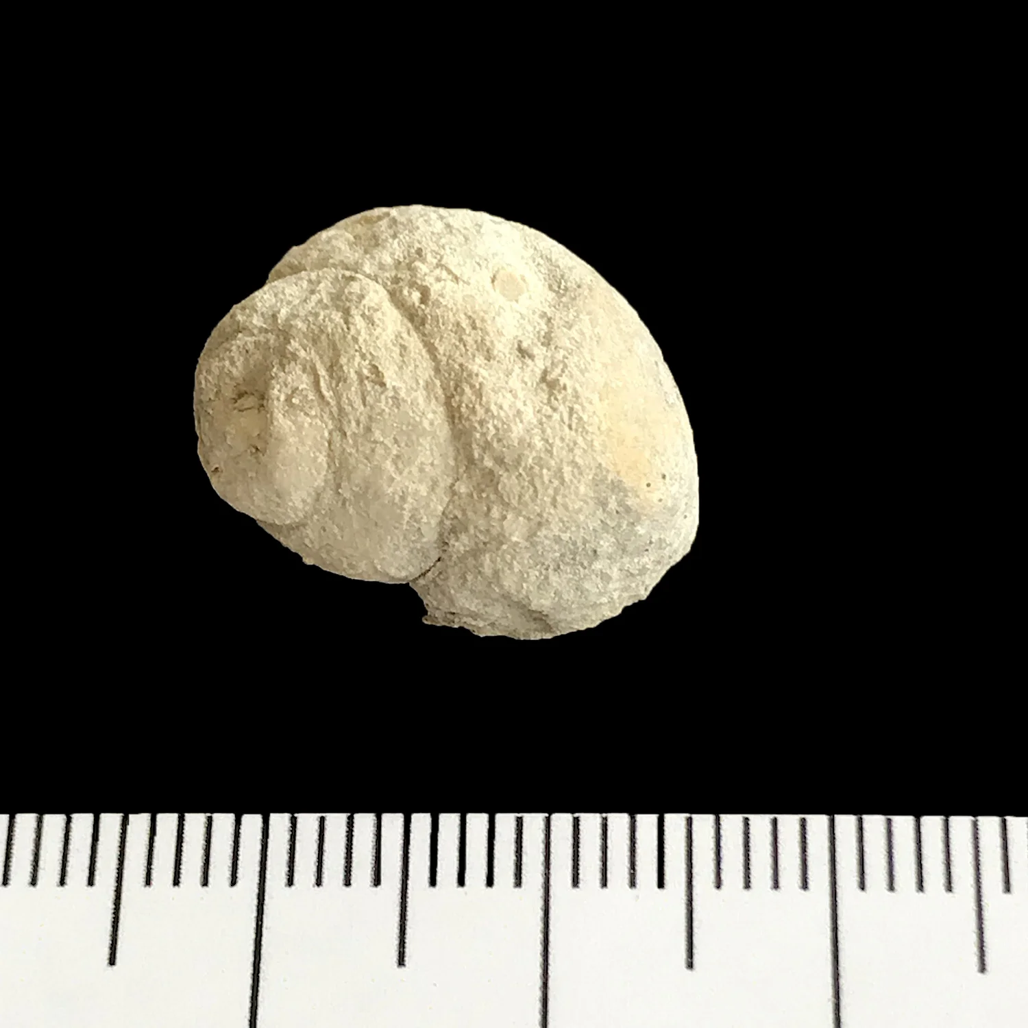 Tylostoma #1010g Comanche Peak Formation Granbury, Hood Co., TX