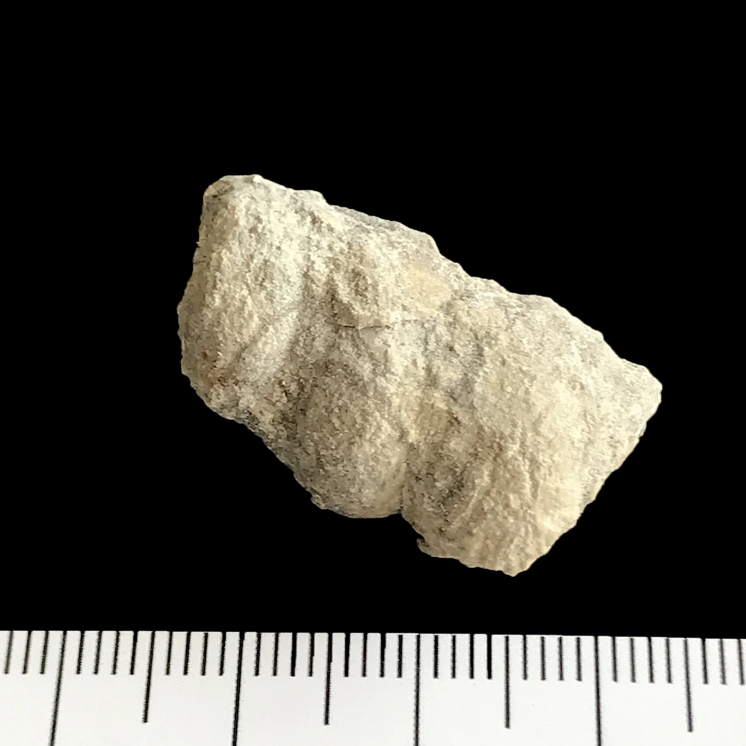 Cerithium sp. #1010k