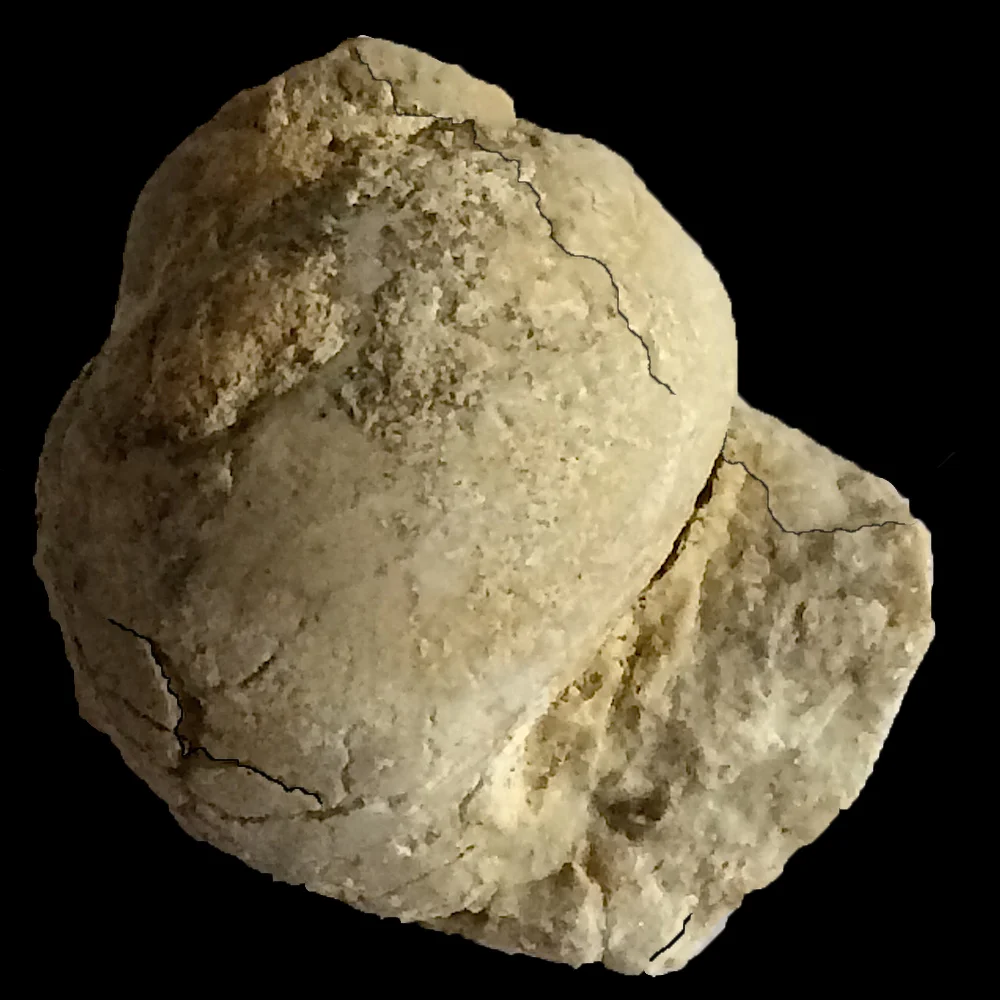 Tylostoma tumidum #389 Comanche Peak Formation Hood Co., TX