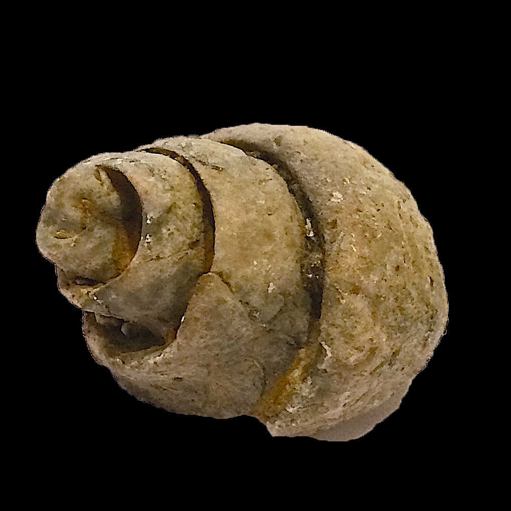 Schaukasten & Ausweis Fossil Schnecke Muschel Gastropod Probe Texas 