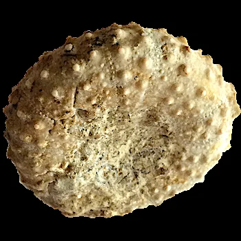 Phymosoma texana #394 Comanche Peak Formation Hood Co., TX