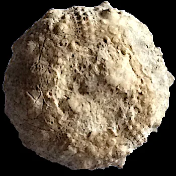 Leptosalenia mexicana #194 Comanche Peak Formation Hood Co., TX