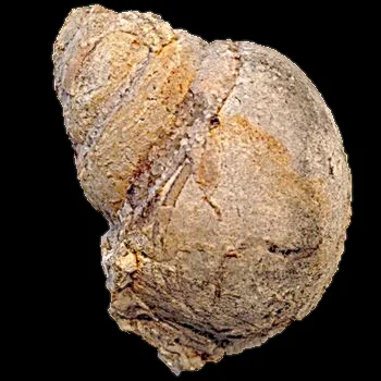 Tylostoma tumidum #100 Comanche Peak Formation Hood Co., TX