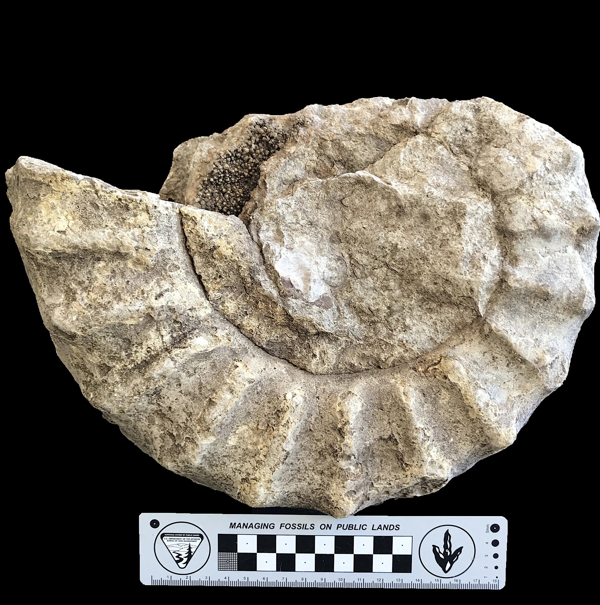 Mortoniceras #1056 Duck Creek Formation Cooke Co., TX