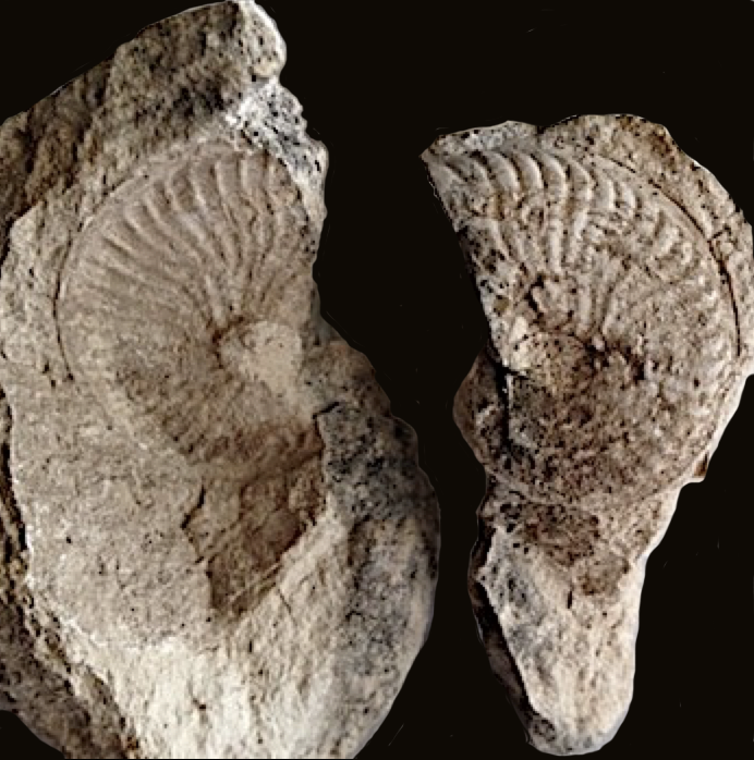 Oxytropidoceras #146 Walnut Clay Formation Hood Co., TX