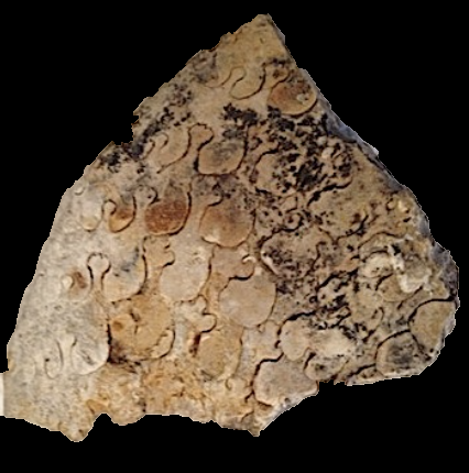 Oxytropidoceras (worn) #99 Comanche Peak Formation Hood Co., TX