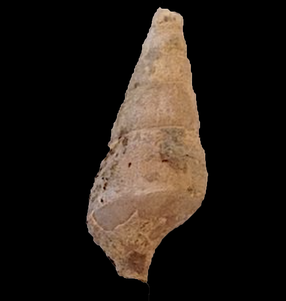 Meekospira choctawensis #276 Graham Formation (Finis Shale) Jacksboro, Jack Co., TX