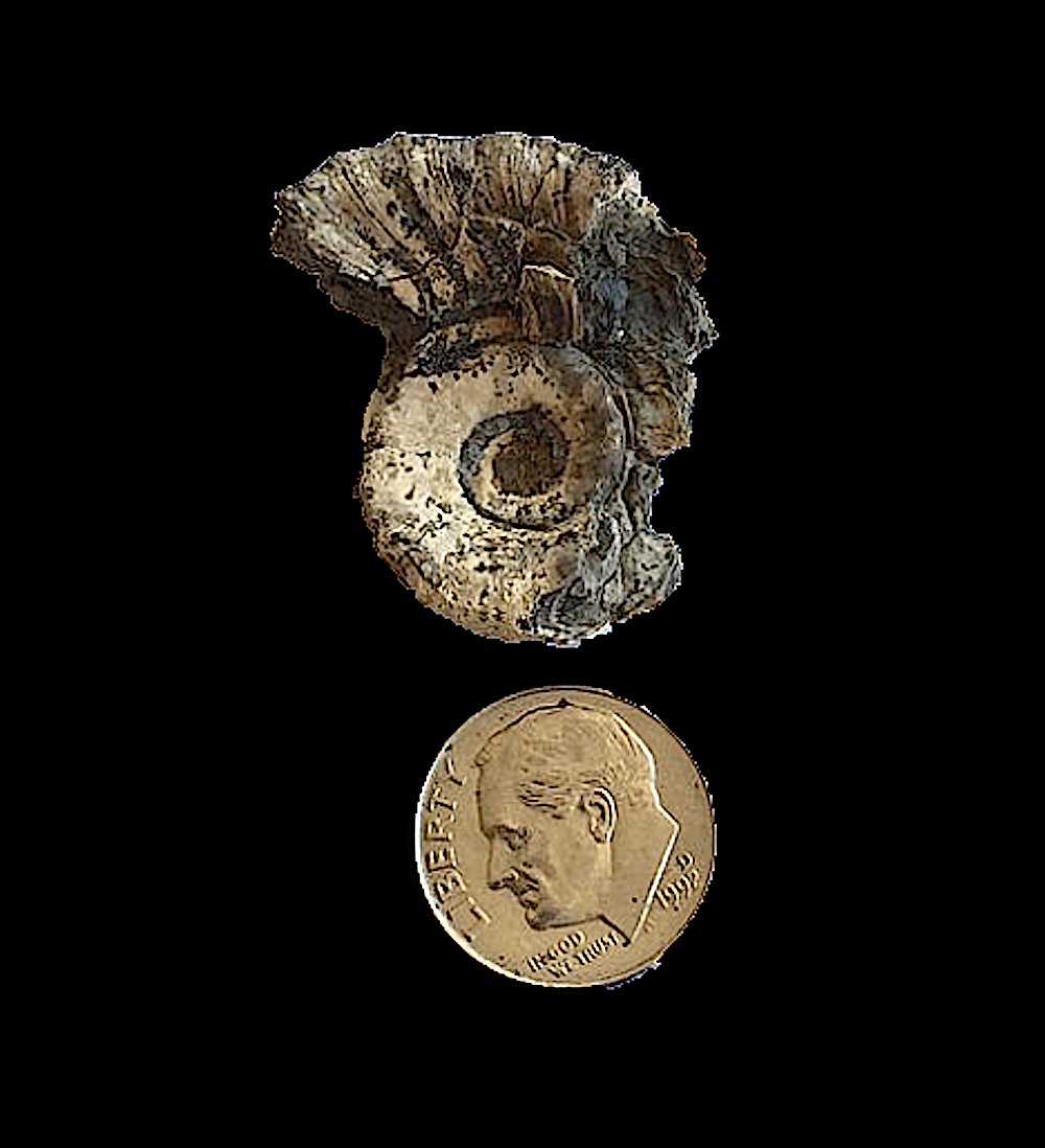 Amphiscapha subrugosa #439 Graham Formation (Finis Shale) Jacksboro, Jack Co., TX