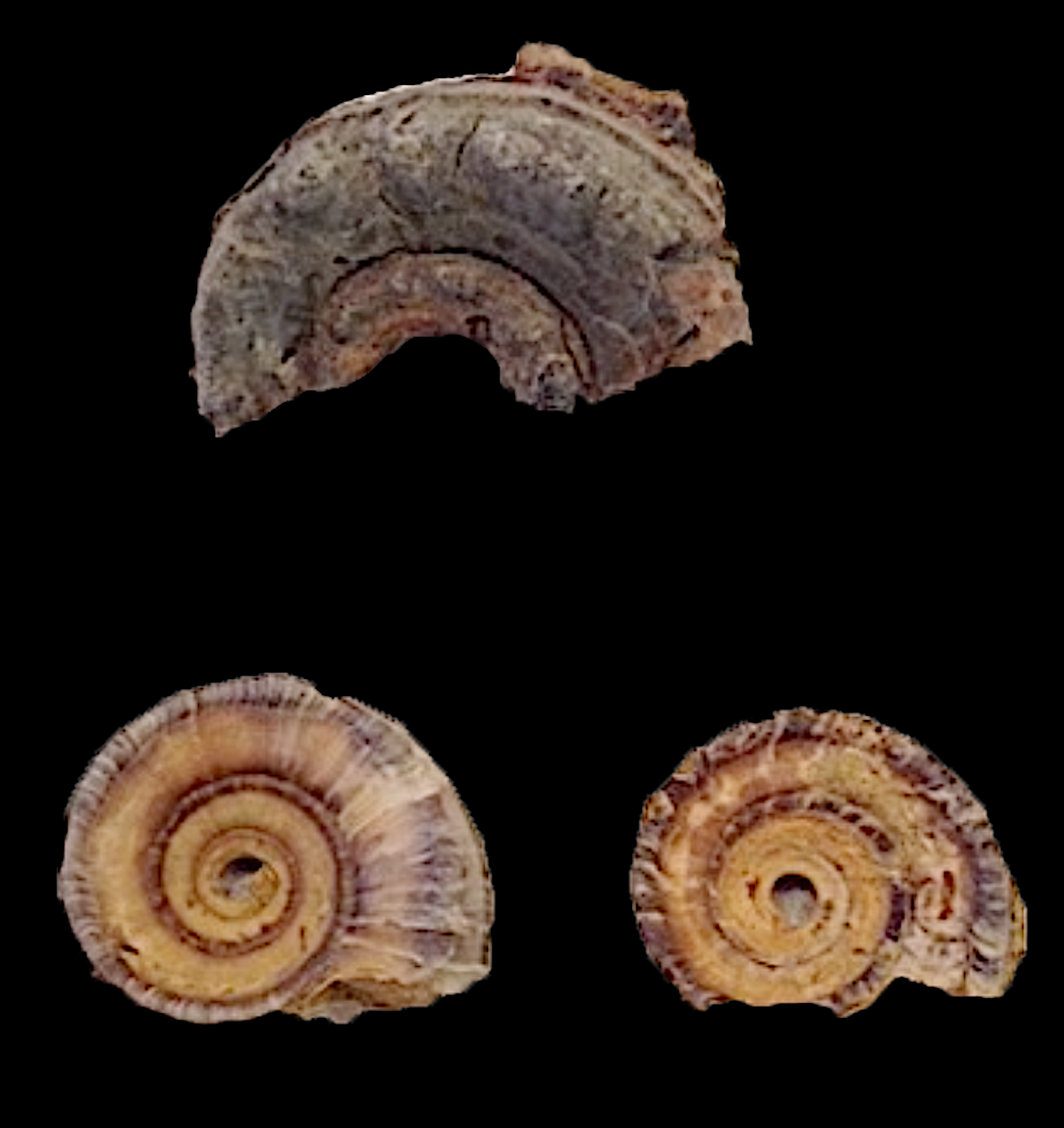 Metacoceras and 2 Amphiscapha subrugosa #264 Graham Formation (Finis Shale) Jacksboro, Jack Co., TX