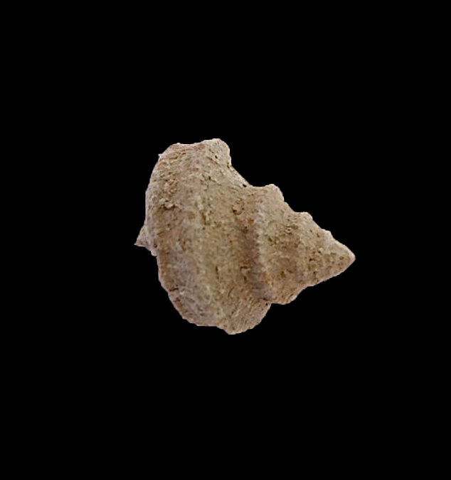 Worthenia tabulata #429 Graham Formation (Finis Shale) Jacksboro, Jack Co., TX