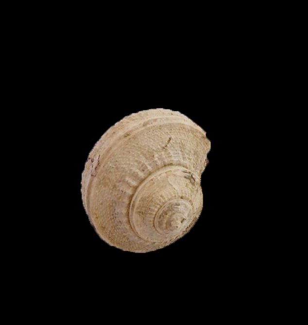 Glabrocingulum grayvillense #429b Graham Formation (Finis Shale) Jacksboro, Jack Co., TX