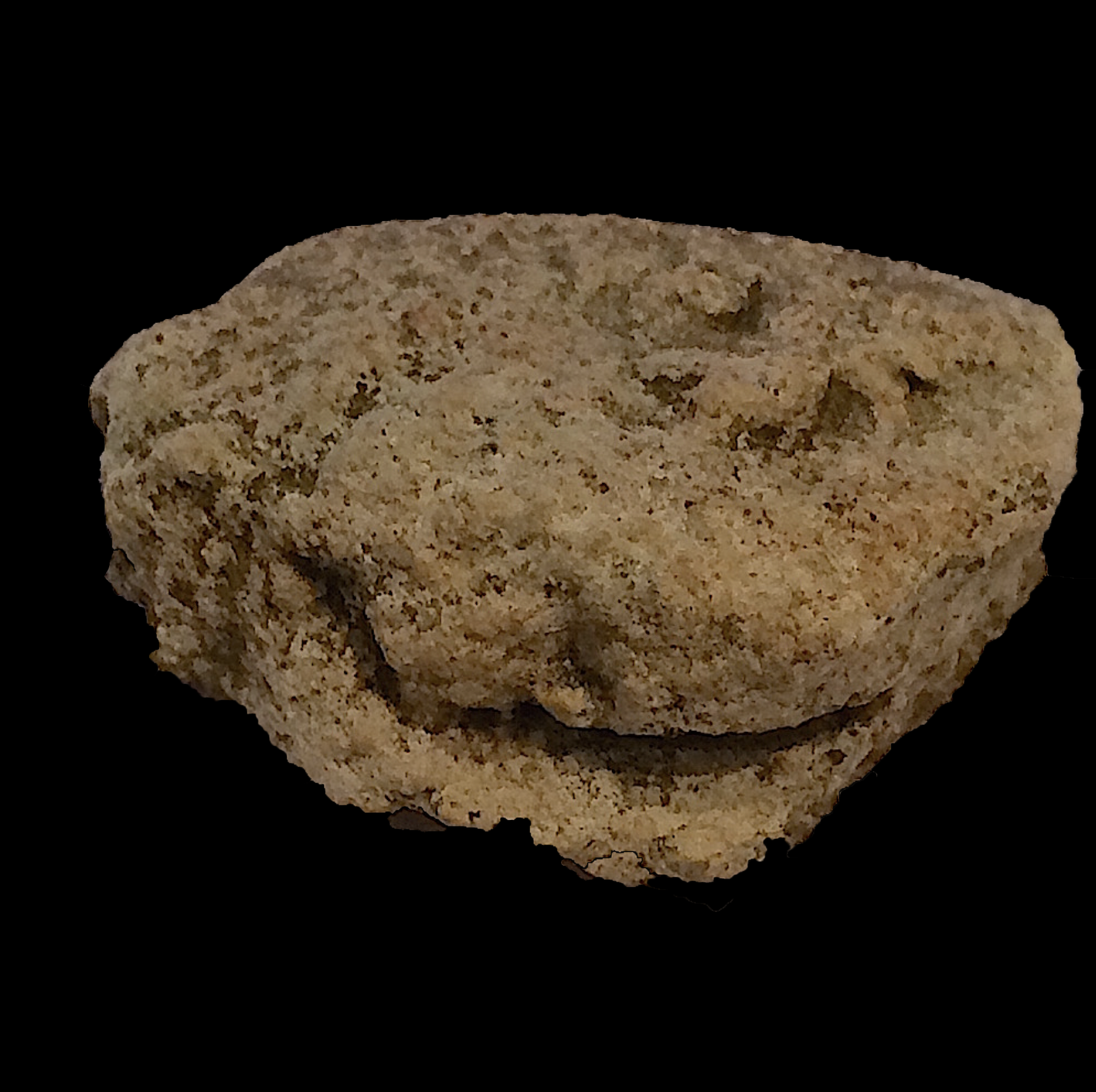 Oxytropidoceras #398 Comanche Peak Formation Hood Co., TX