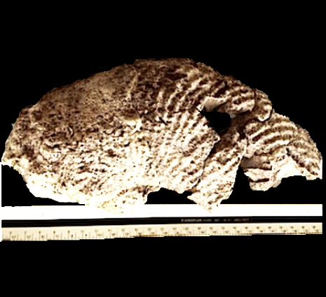Oxytropidoceras Walnut Clay Formation Hood Co., TX