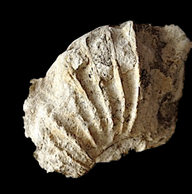 Oxytropidoceras #156 Comanche Peak Formation Hood Co., TX