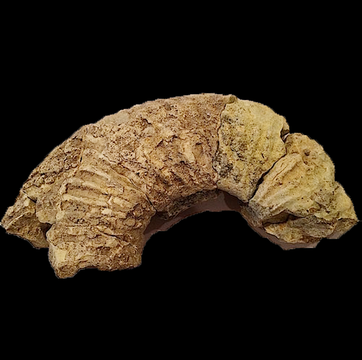 Oxytropidoceras #395 Comanche Peak Formation Hood Co., TX