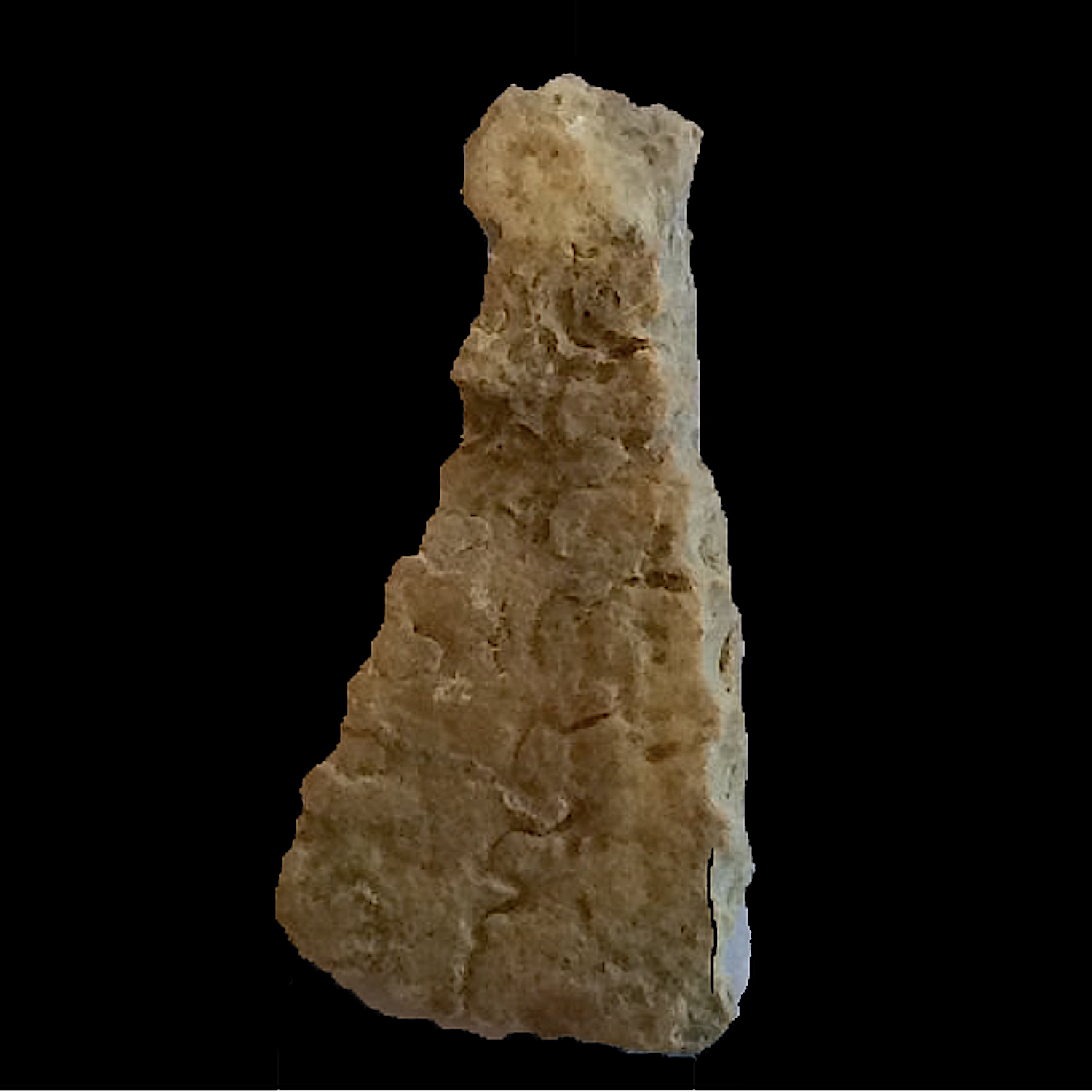 Metengonoceras #406a Comanche Peak Formation Hood Co., TX