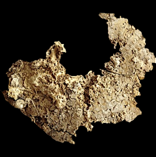 Metengonoceras Walnut Clay Formation Hood Co., TX