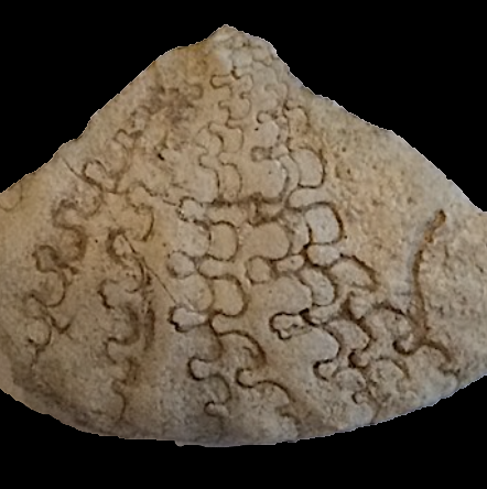 Metengonoceras #238 Comanche Peak Formation Hood Co., TX
