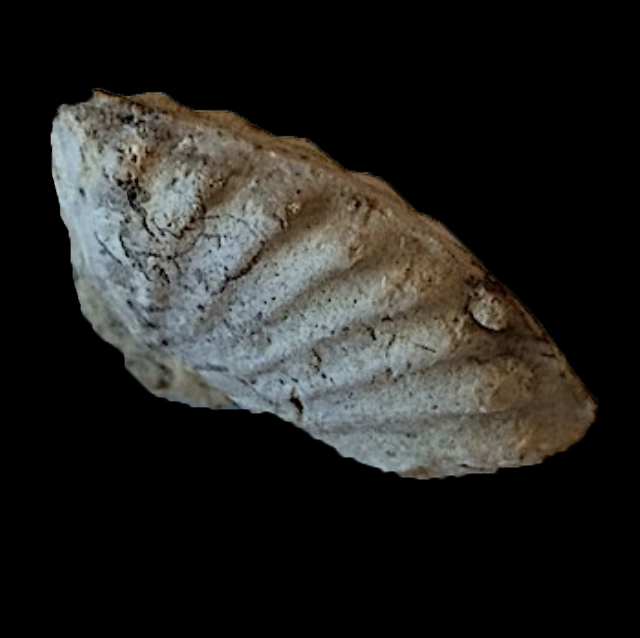 Oxytropidoceras #360b Comanche Peak Formation Hood Co., TX