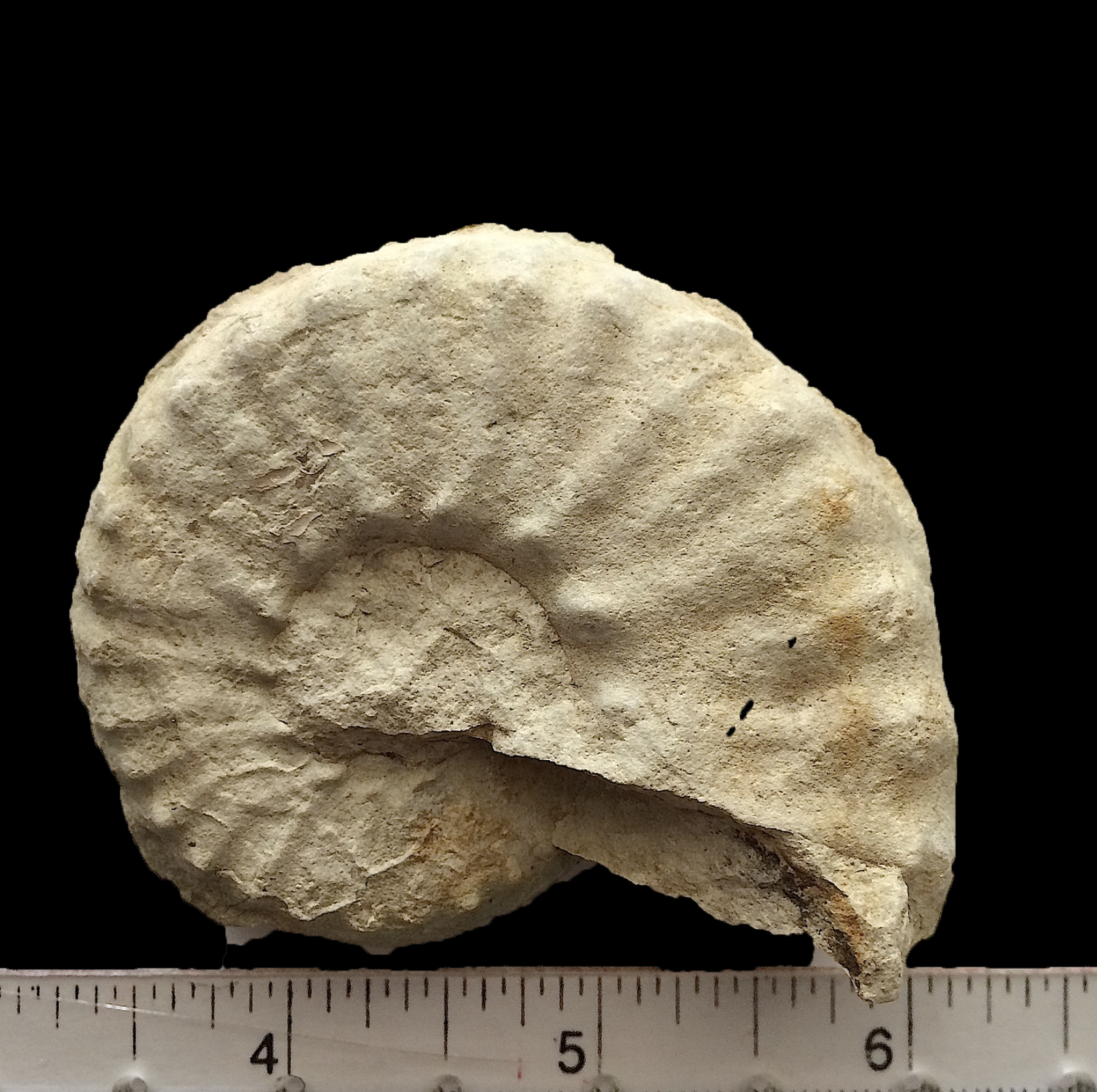 Mortoniceras #601 Fort Worth Limestone Formation Cooke Co., TX