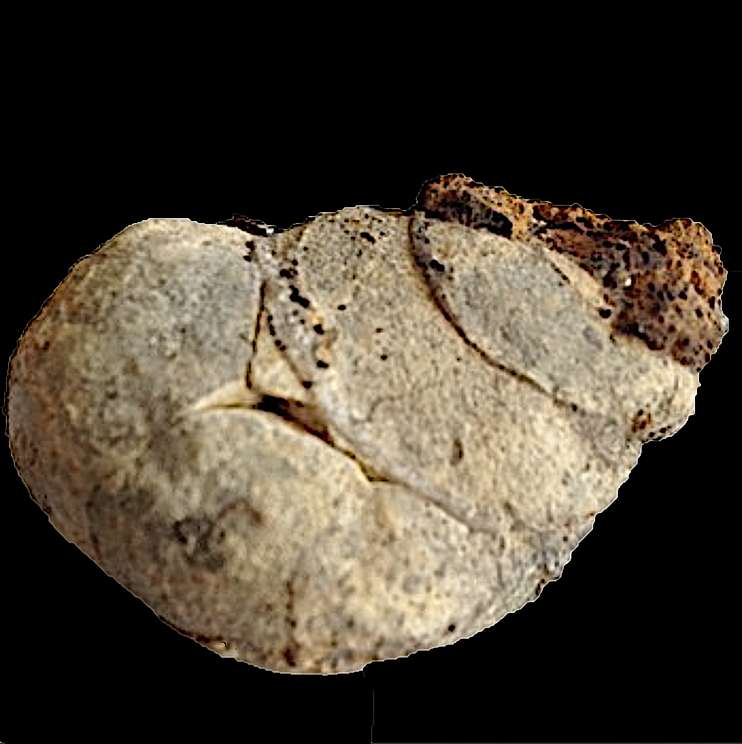 Tylostoma tumidum #119a Comanche Peak Formation Hood Co., TX