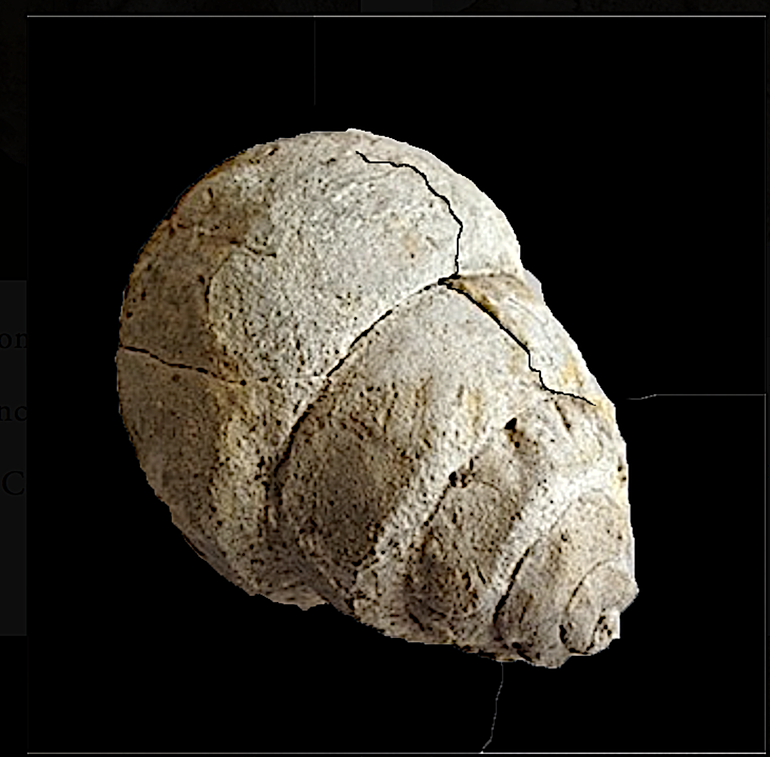 Tylostoma tumidum #119b Comanche Peak Formation Hood Co., TX
