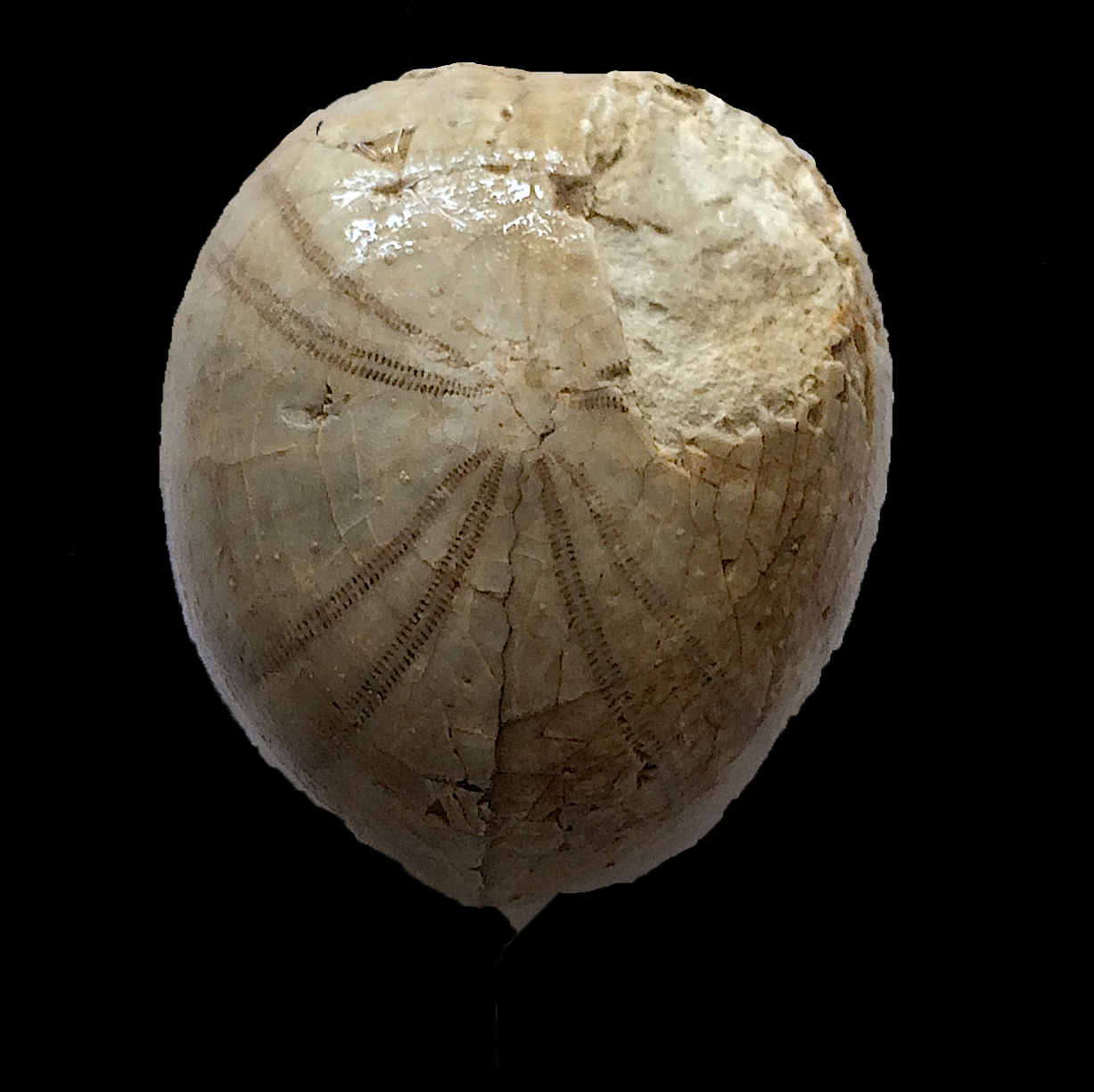 Holaster nodulosus #608 Fort Worth Limestone Cooke Co., TX