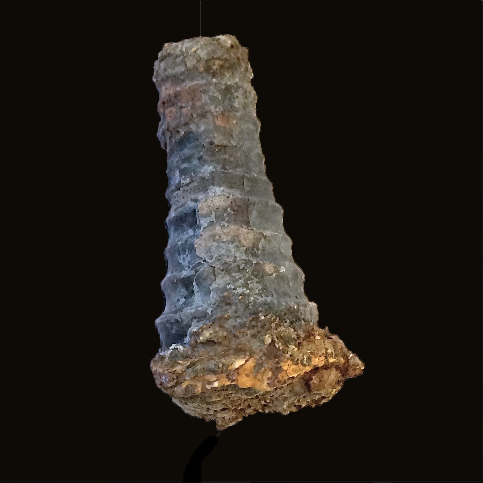 Brachycycloceras #571 Graham (Finis Shale) Jacksoboro, Jack Co., TX