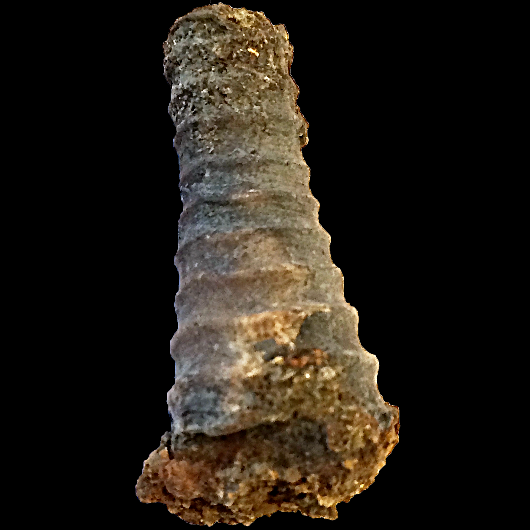Brachycycloceras #571 Graham (Finis Shale) Jacksboro, Jack Co., TX