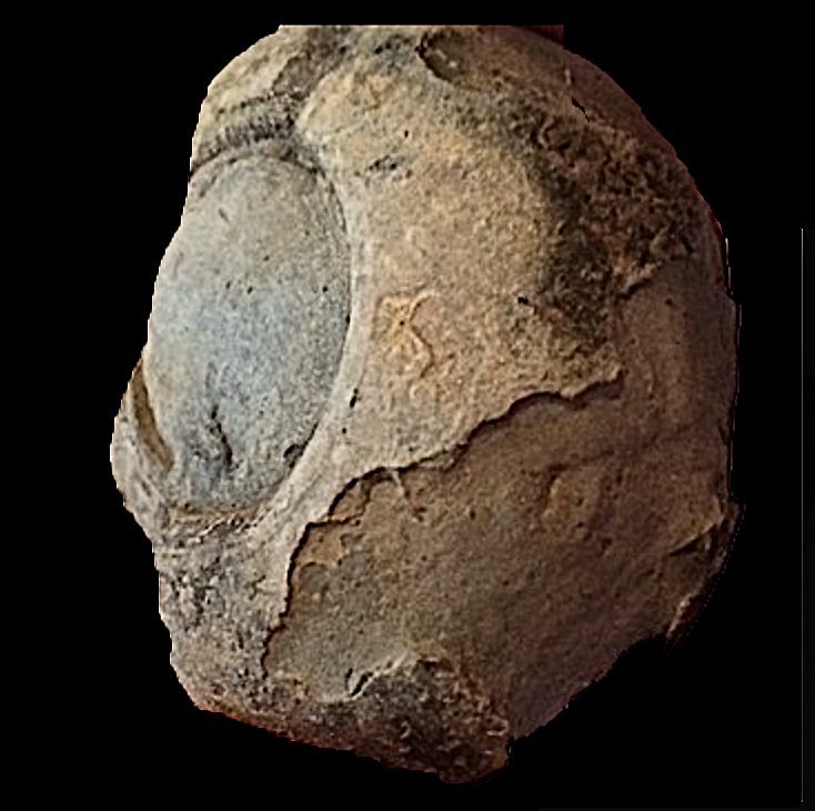 Eoasianites #345 Graham (Finis Shale) Jacksboro, Jack Co., TX