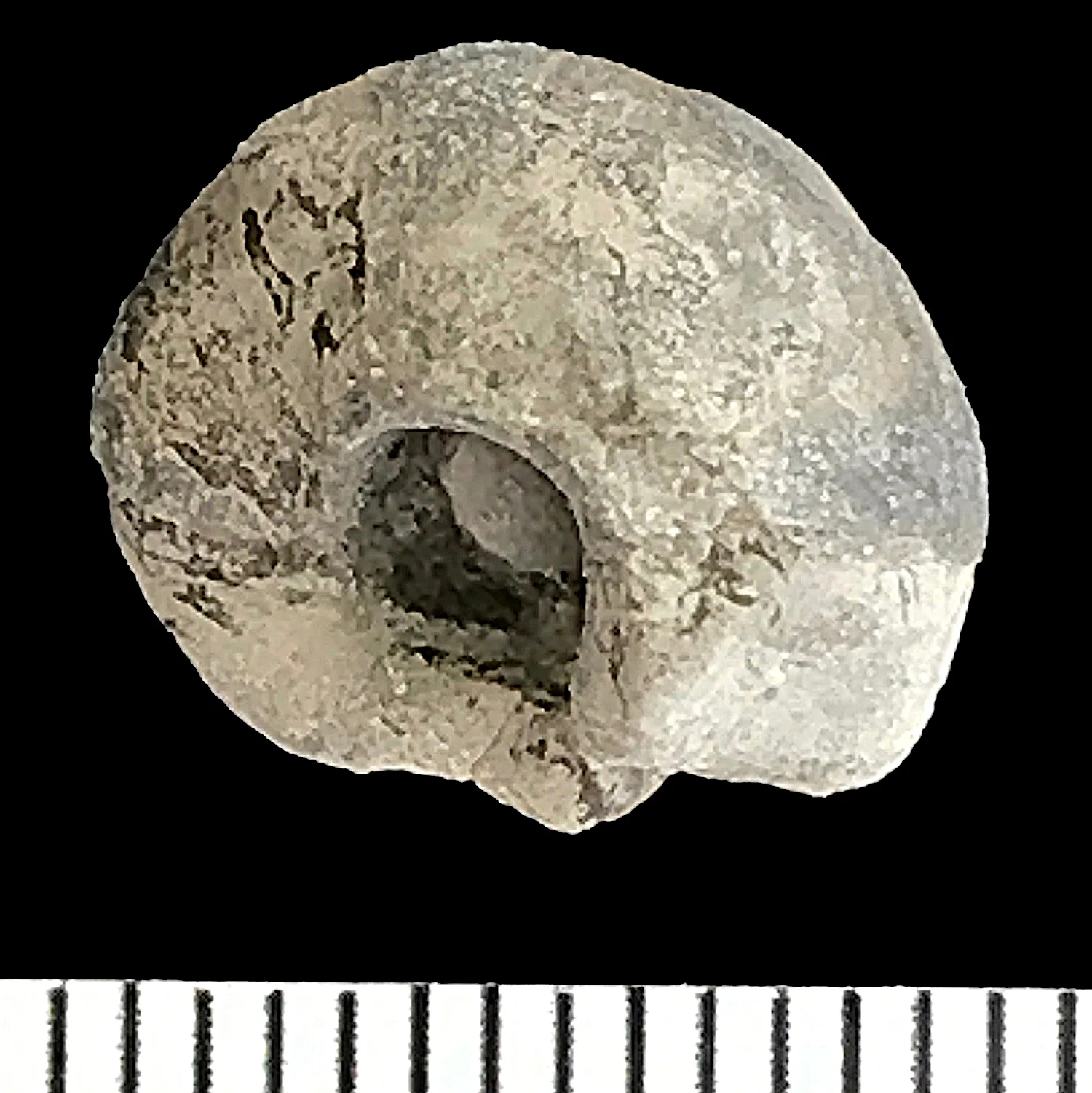 Eoasianites #930 Graham (Finis Shale) Jacksboro, Jack Co., TX