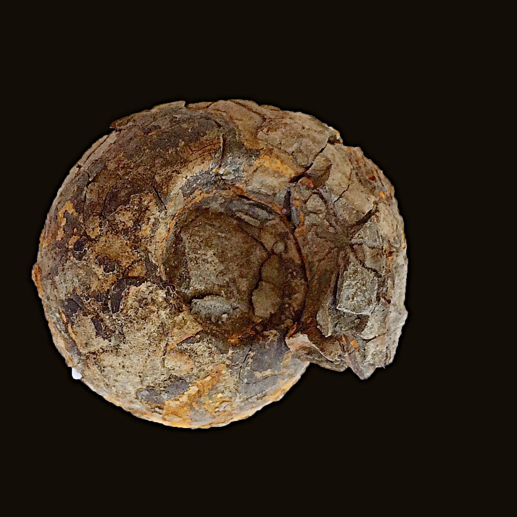 Eoasianites #438 Graham (Finis Shale) Jacksboro, Jack Co., TX