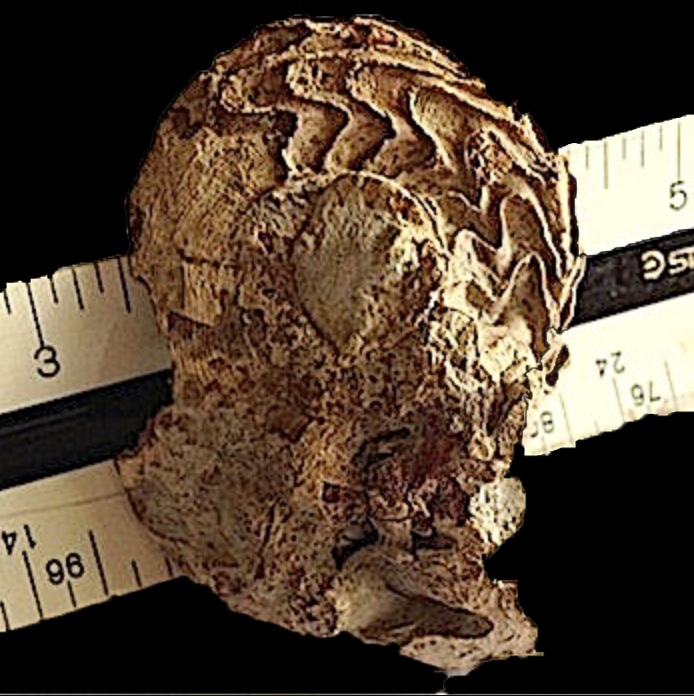 Gonioloboceras #223 Graham (Finis Shale) Jacksboro, Jack Co., TX
